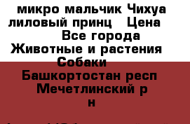 микро мальчик Чихуа лиловый принц › Цена ­ 90 - Все города Животные и растения » Собаки   . Башкортостан респ.,Мечетлинский р-н